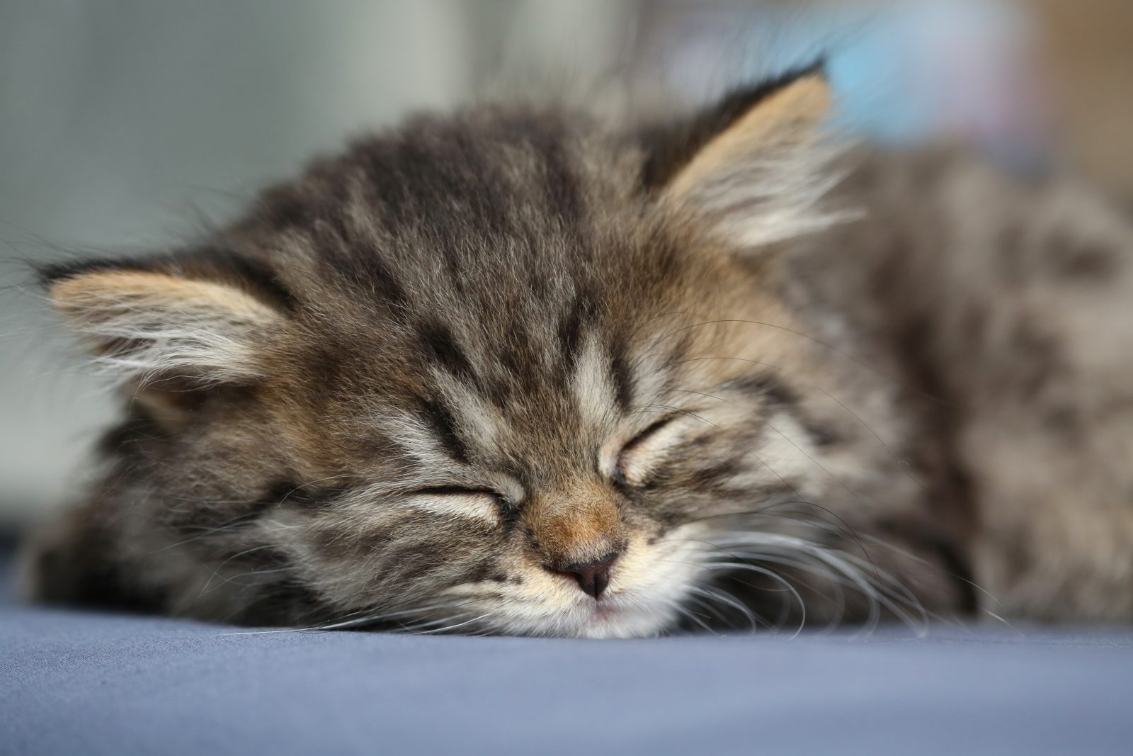 Sleeping kitten 1054636